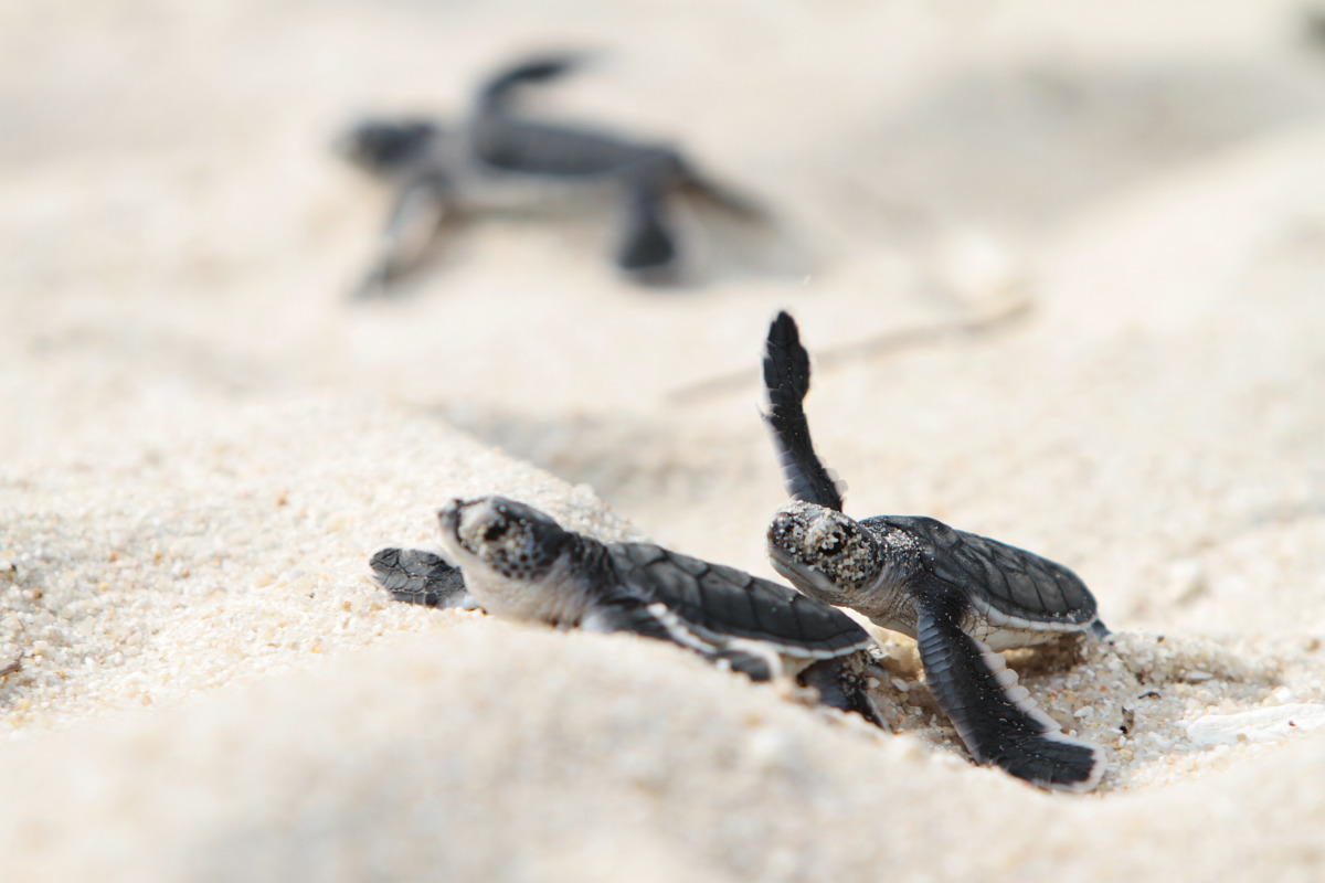 Redang Turtle Sanctuary-7595