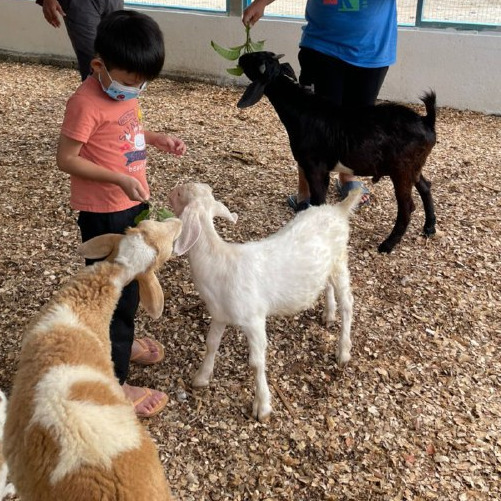Saville Free Range Agro – Saville Wonderland Fb 2