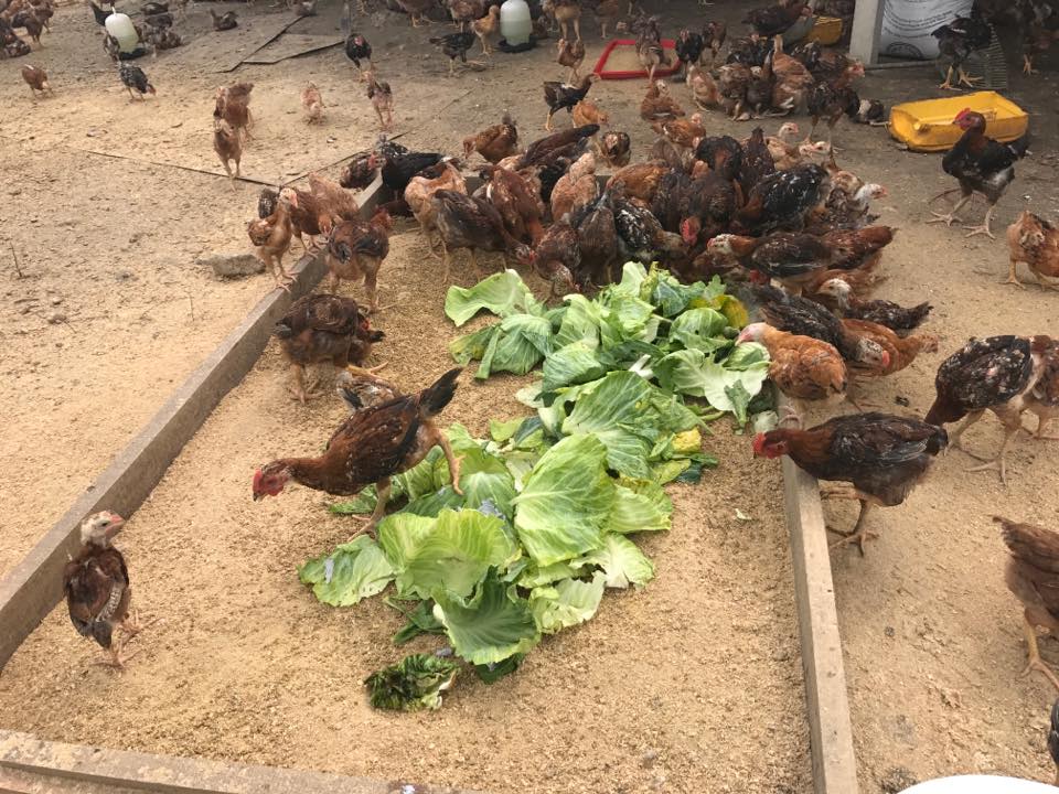 Saville Free Range Agro – Saville Wonderland Fb