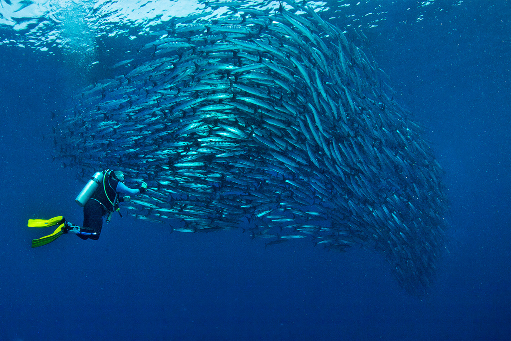 Sipadan_alterra