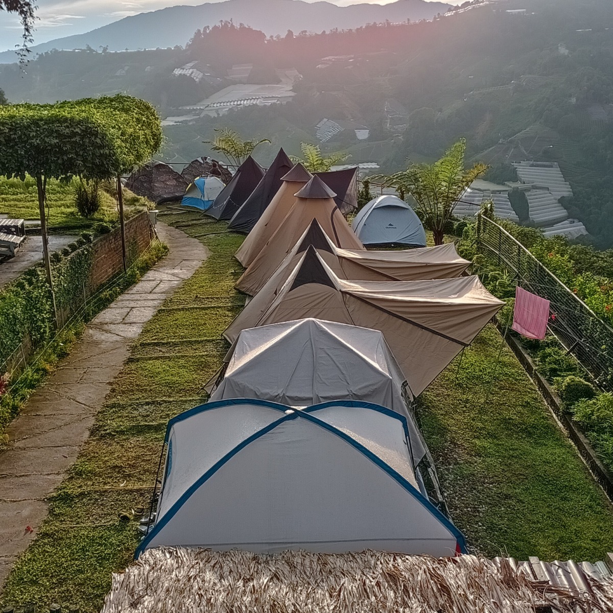 bertam