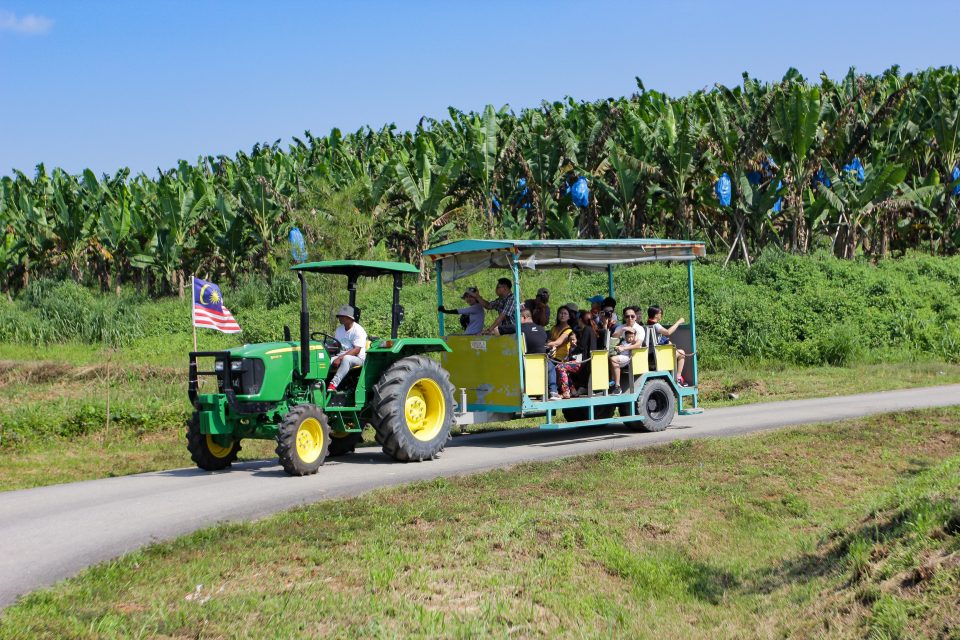 selangorkini