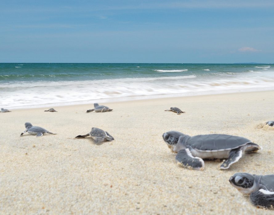 turtles-890x700_c
