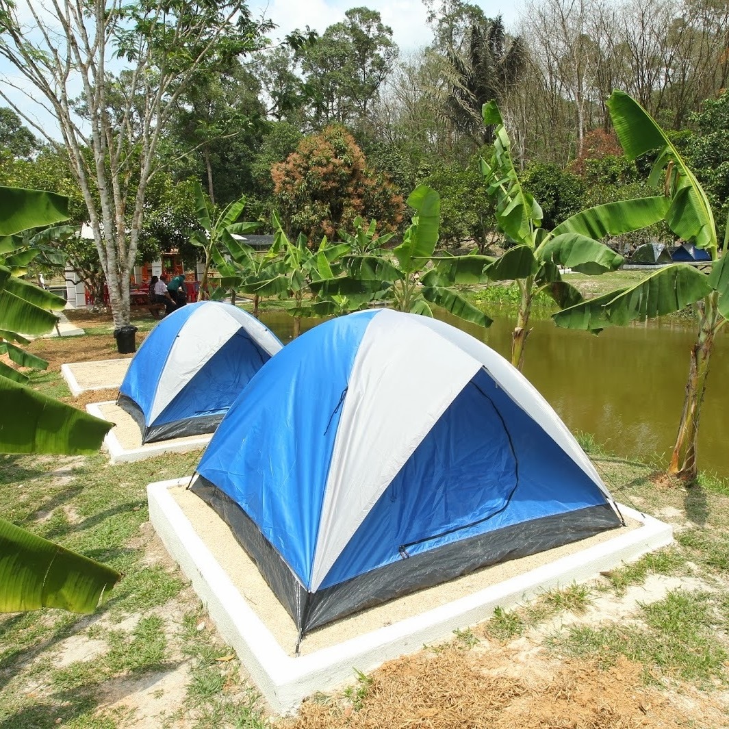 ubi padi